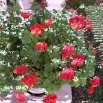 Vila Amelia *
